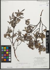 Foto von Salix glaucosericea Flod.